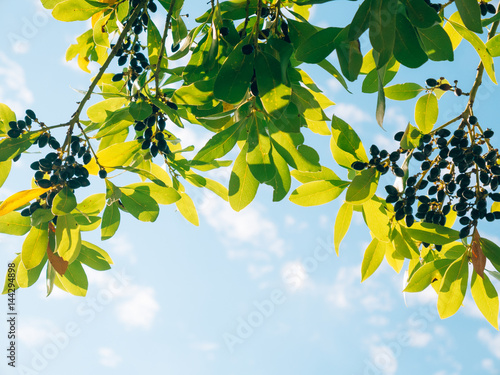 Fotografija Leaves of laurel and berries on a tree