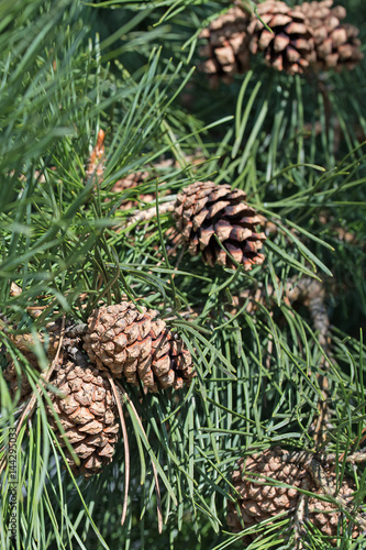 Kiefernzapfen, Kiefer, Pinus