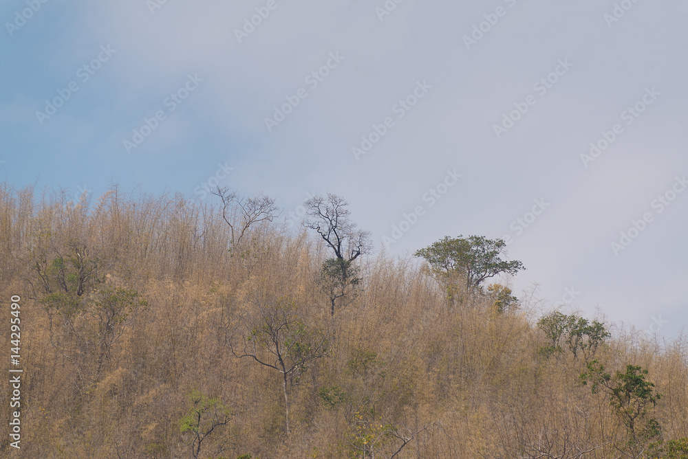 Sky above the trees in the forest with mountain background.