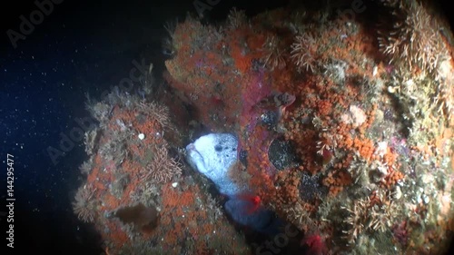 Lancet fish on seabed underwater in ocean of Alaska. Swimming in amazing world of beautiful wildlife. Inhabitants in search of food. Abyssal relax diving. photo