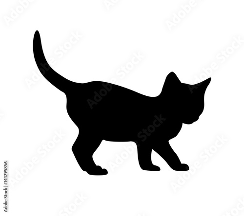 Kitten silhouette on white backgruond