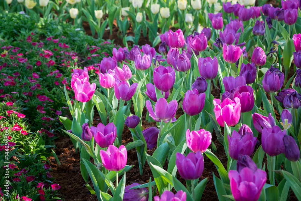 Obraz premium Close up Beautiful Tulip in Park