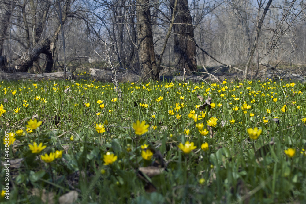 Obraz premium Bee on yellow flower 