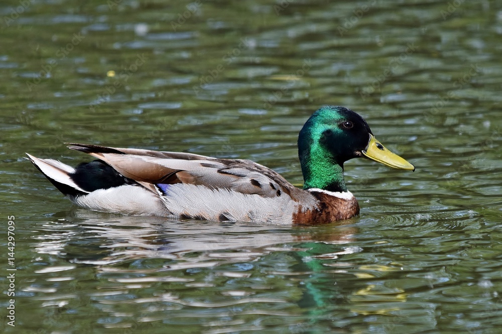 Ein Stockentenerpel schwimmt in einem Fluß Ein Stockentenerpel schwimmt in einem Fluß