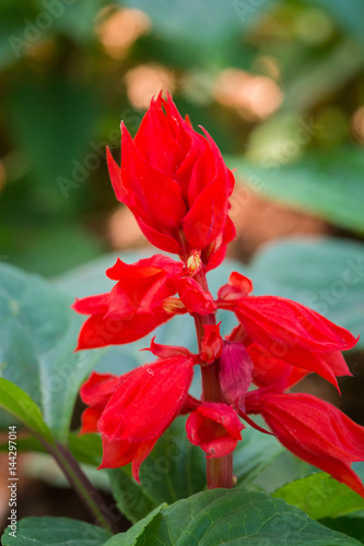 Closeup of Salvia splendens Labiatae flowers in the Park