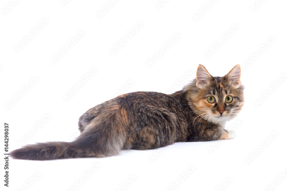 Obraz premium Cat lying on white isolated background view from back