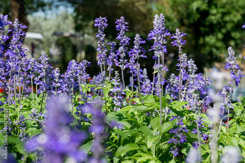 Lavender in park