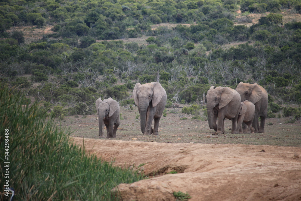 Fototapeta premium Elephants
