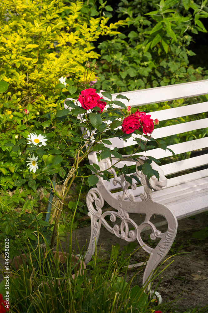 Red roses in the home, romantic garden
