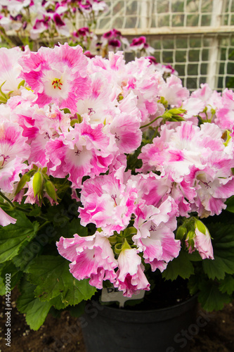 Pink and white geranium flowers, close up