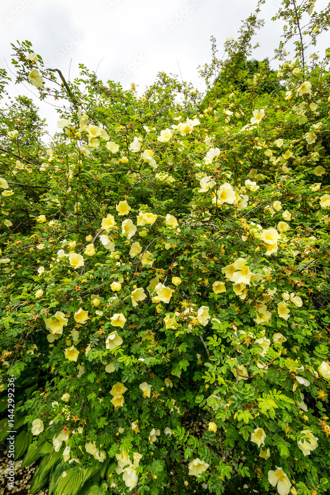 Yellow roses blooming bush in the garden Yellow roses blooming bush in the garden