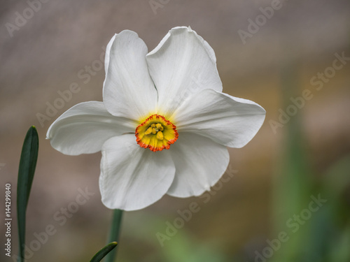 Fototapeta Naklejka Na Ścianę i Meble -  Weiße Narzisse