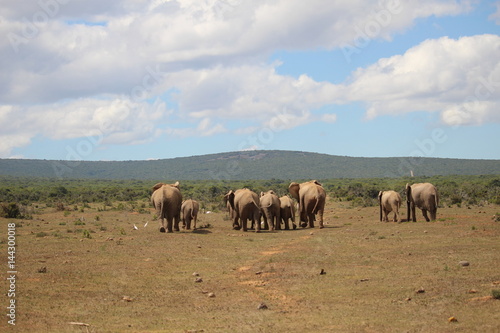 Elephants from behind