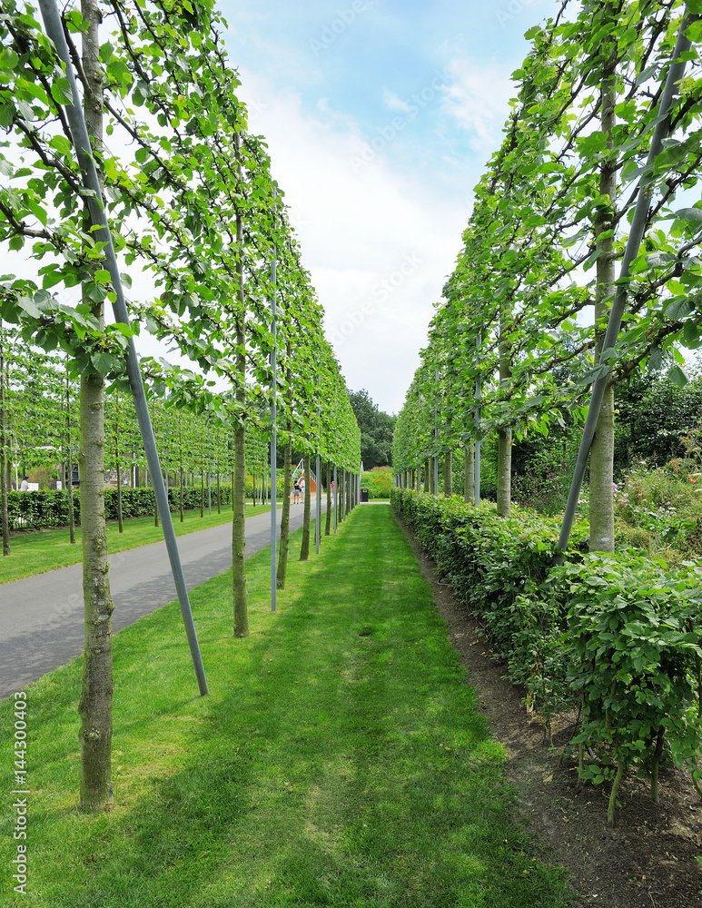 Сrown of fruit trees on trellis, demonstrated at the exhibition Stock Photo  | Adobe Stock
