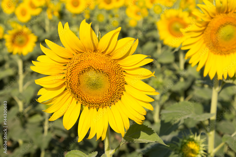 sunflowers are Beautiful in garden  with blur background.