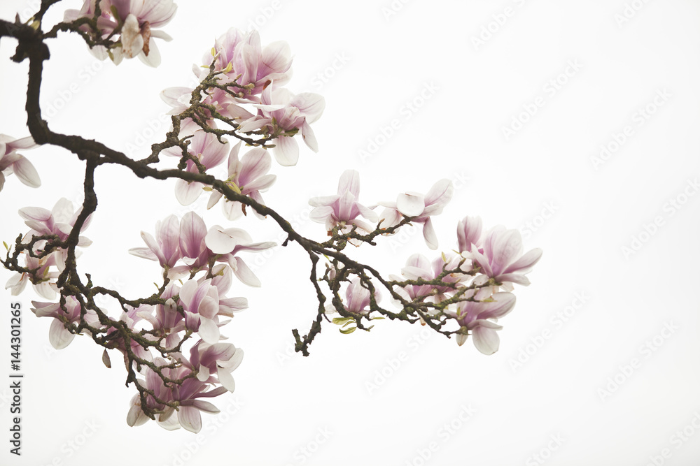 Blüten eines Magnolienbaumes