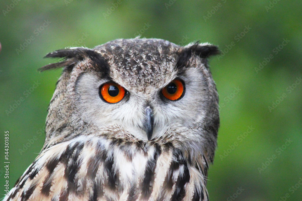 Obraz premium Owl' s head isolated 