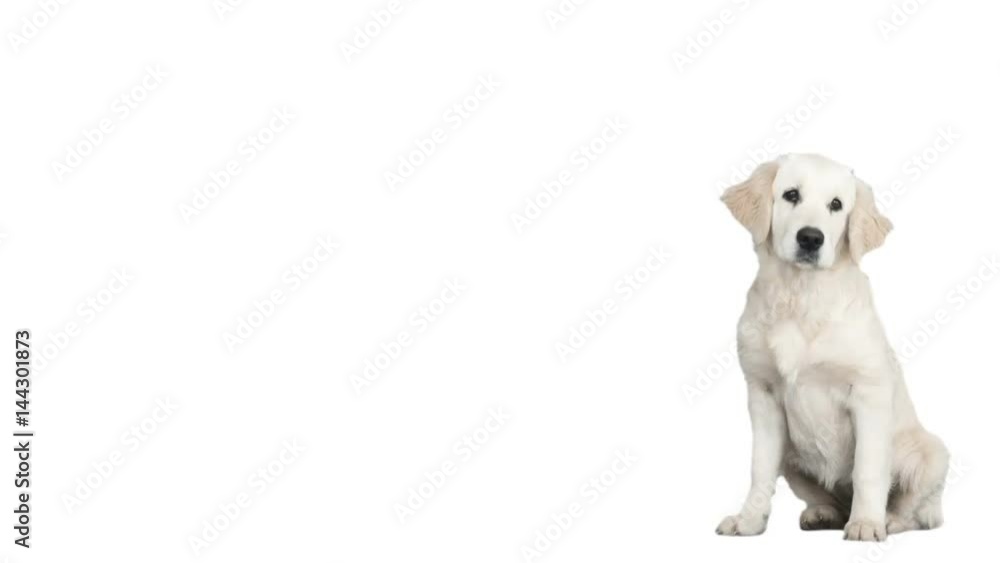 Golden retriever looks on white background Golden retriever looks on white background