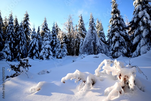 Winter snow-covered spruce forest in the mountains on a sunny day