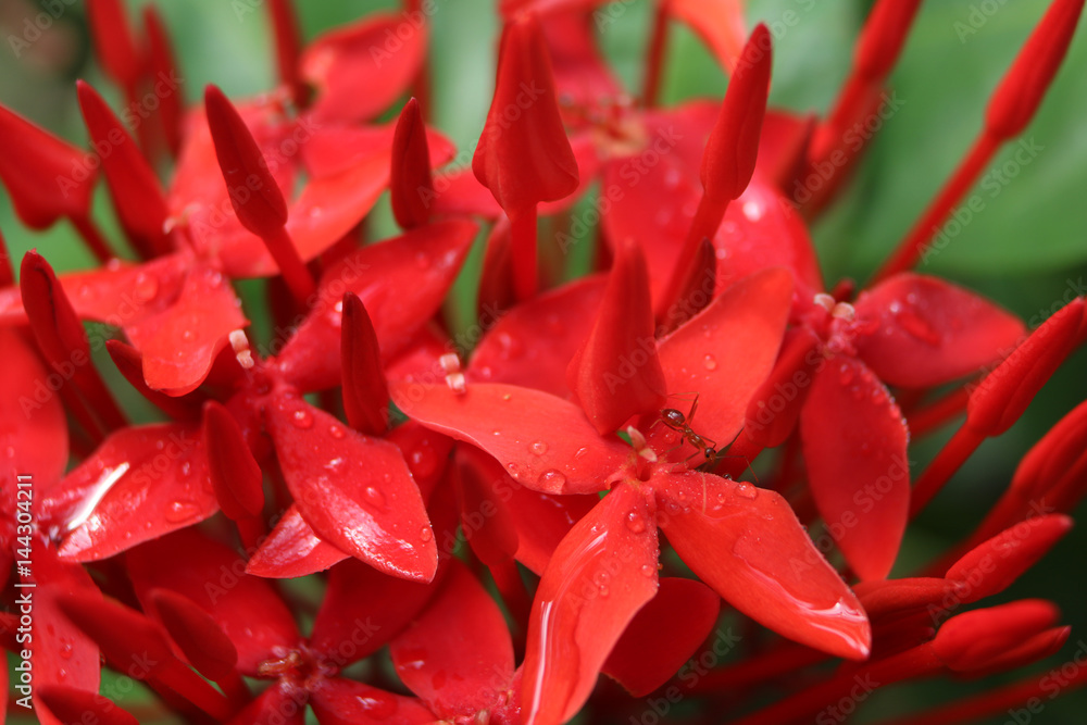 Red Ixora coccinea with ants 