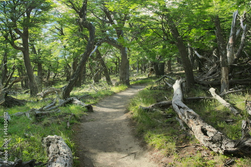 Fitz roy