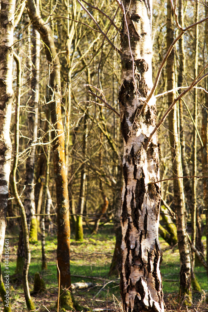 Fototapeta premium Low sun through trees in the woods