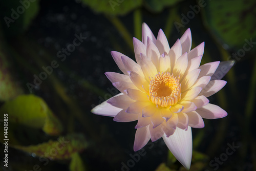 Beautiful lotus flower