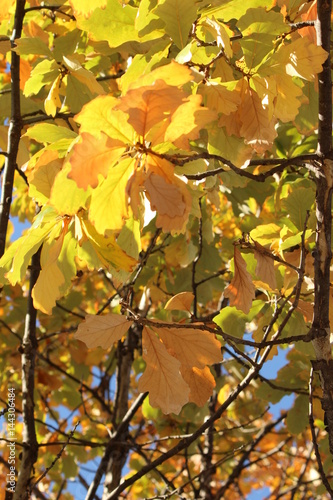 autumn tree and  blue sky