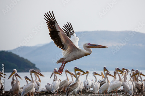 Pelicans on Lake Chamo - Ethiopia photo