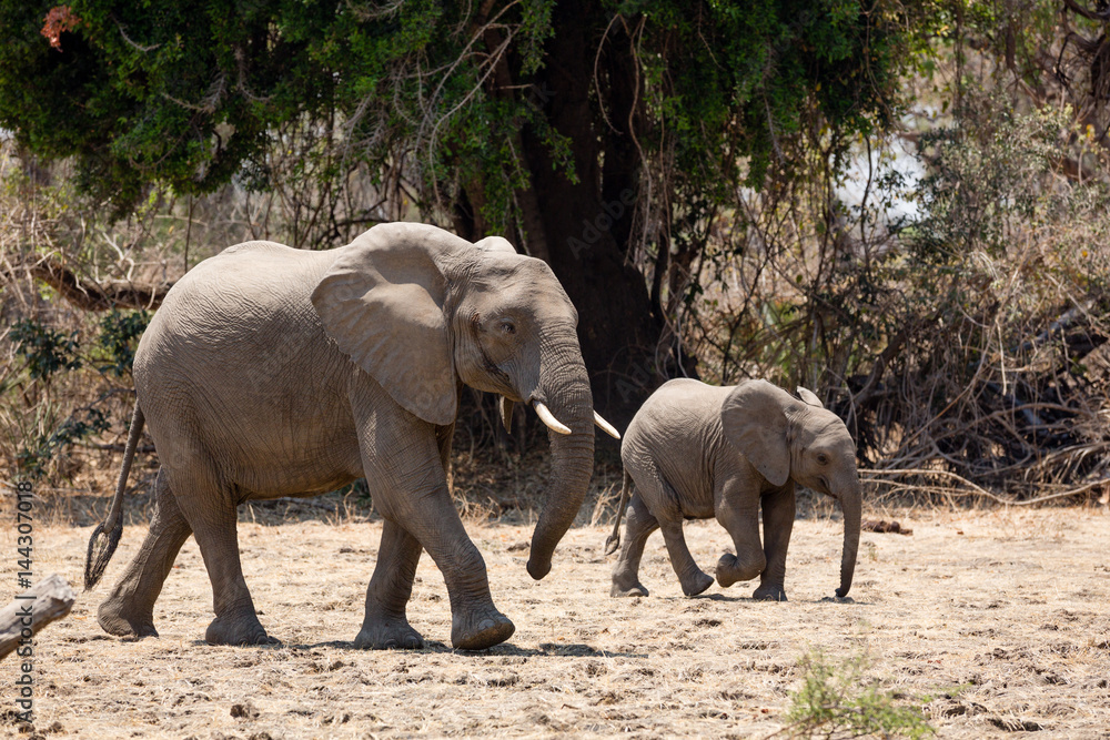 Fototapeta premium Elephants in NP Lower Zambezi - Zambia