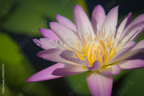 Beautiful lotus flower