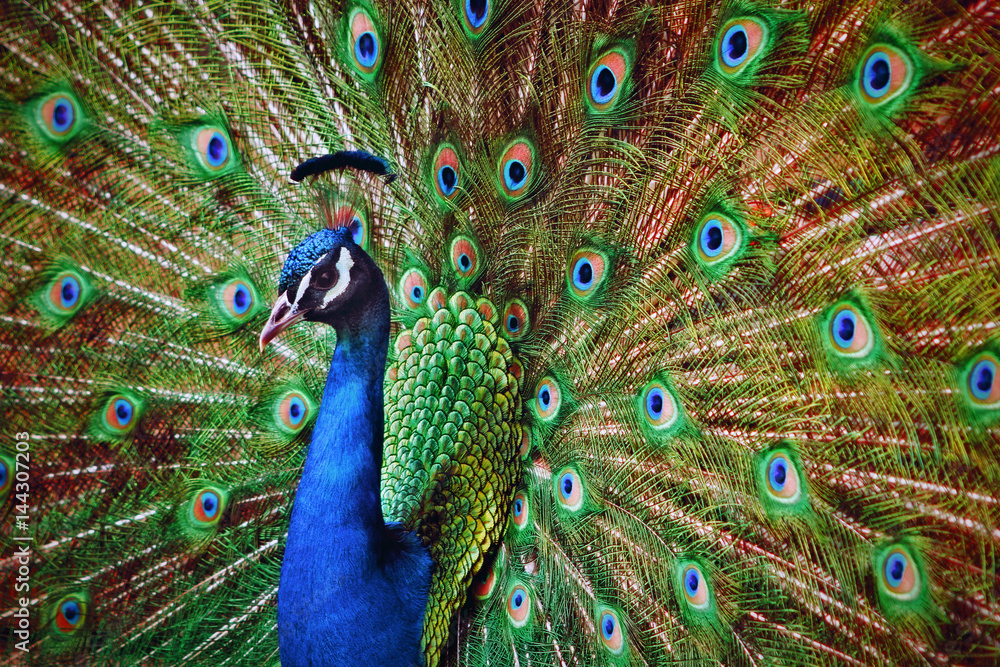 Fototapeta premium Peacock open feathers looking through camera.