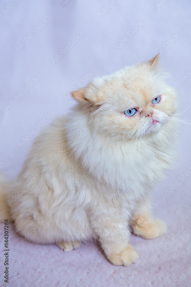 Persian cat a light background