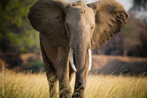Elephants in NP Lower Zambezi - Zambia photo