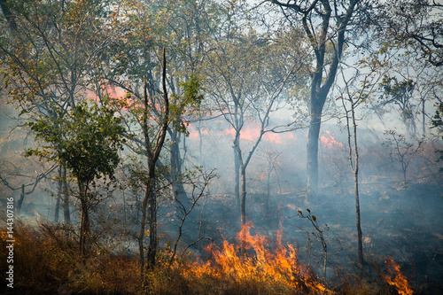 Fire in bush - Zambia