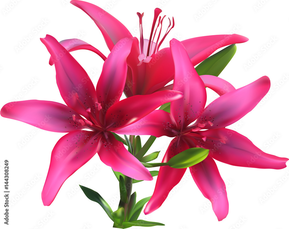 Naklejka premium isolated on white three dark pink lilies in green leaves