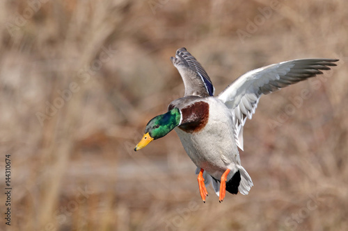 Papier peint Male Mallard Duck