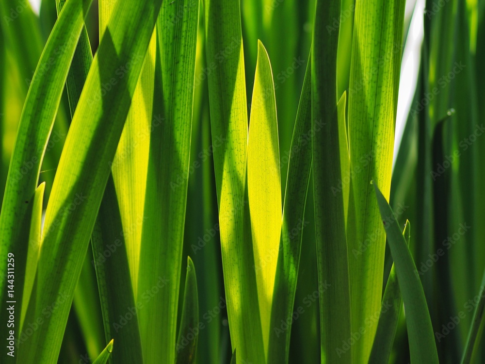 Reeds Reeds