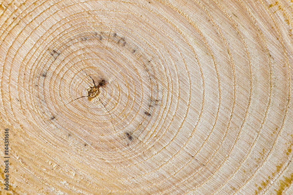 Naklejka premium big wooden background. texture in hight resolution