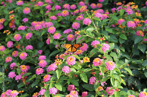 Lawrence, Kansas Visitor center Garden area 