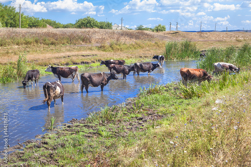 Wallpaper Mural cows standing in the pond Torontodigital.ca
