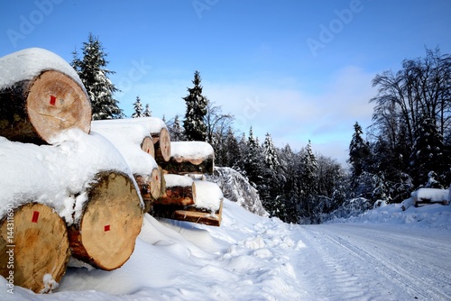 trunks of felled trees lying in a row and covered with snow