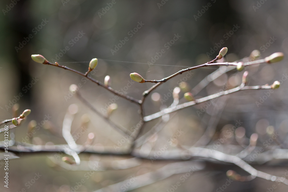 In the spring on the trees buds are blossoming In the spring on the trees buds are blossoming