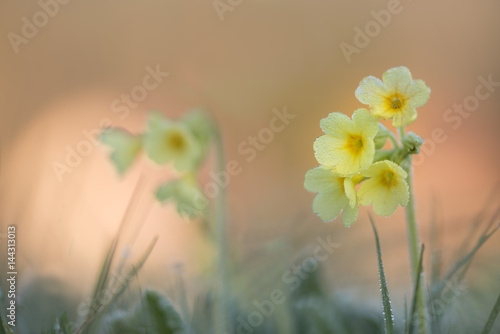 echte Schlüsselblume im Frühling beim Sonnenaufgang und raureif photo