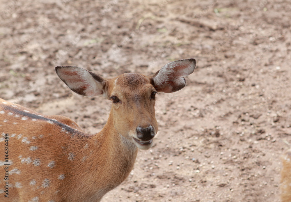 Chital, deer looking at the camera with smiling face