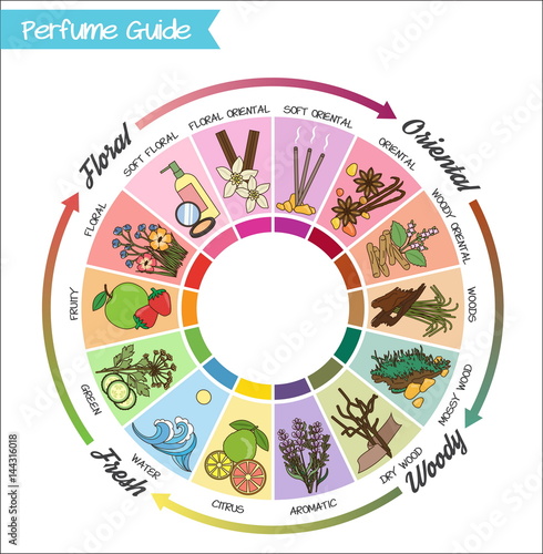 Perfume guide wheel infographic.