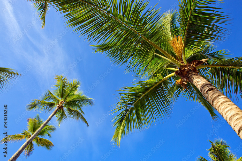 Fototapeta premium Palms Overhanging Under Trees.