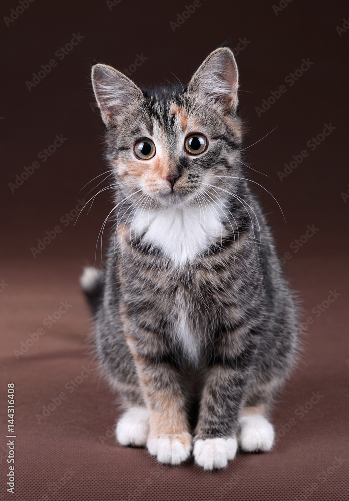 Cute kitten on a brown background