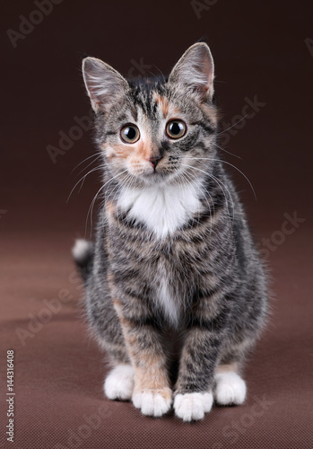 Cute kitten on a brown background © adyafoto