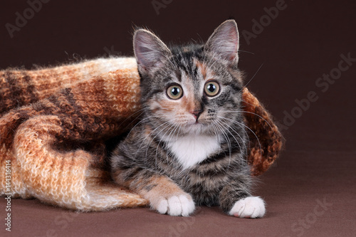 Cute kitten under a blanket on a brown background